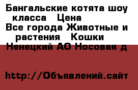 Бангальские котята шоу класса › Цена ­ 25 000 - Все города Животные и растения » Кошки   . Ненецкий АО,Носовая д.